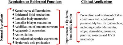 Benefits of topical natural ingredients in epidermal permeability barrier